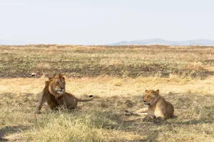 A majestic male and female lion resting in the African savannah under the sun. jigsaw puzzle