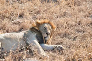 A majestic lion resting on dry grass in the African savannah under a bright sky. jigsaw puzzle