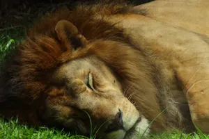 Close-up of a sleeping lion in natural habitat, captured outdoors in bright light. jigsaw puzzle