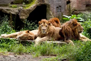Four lions relaxing in a lush, green environment, showcasing their strength and majesty. jigsaw puzzle