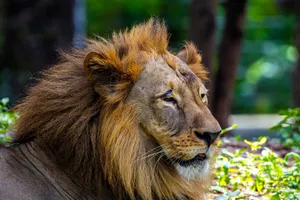 Close-up of a majestic lion with lush mane in a natural habitat at Hyderabad Zoo, Telangana, India. jigsaw puzzle