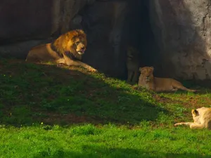 A pride of African lions lounging on grass near a rocky cave in sunlight. jigsaw puzzle