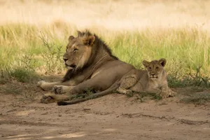 A male lion and a cub lying down in the grass, showcasing nature's beauty. jigsaw puzzle