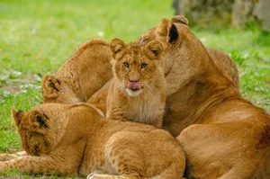 A lion family lounging together on grassy terrain, showcasing wildlife harmony. jigsaw puzzle