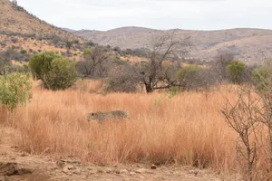 A leopard stealthily moves through the grass in the Pilanesberg savannah, South Africa. jigsaw puzzle