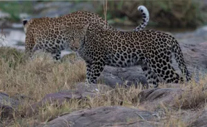 Two leopards roam in the wild savanna, showcasing their majestic presence. jigsaw puzzle