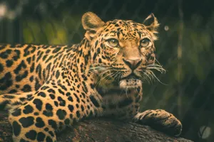 A detailed close-up of a leopard resting in a zoo, showcasing its vibrant spots and intense eyes. jigsaw puzzle