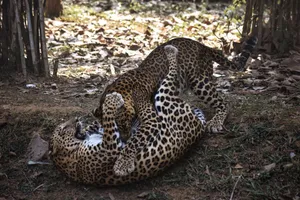 Two young leopards engaging in play fight in a forest setting, showcasing their natural behavior. jigsaw puzzle