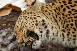Close-up of a spotted leopard with prey, highlighting its sharp teeth and powerful hunting instincts. jigsaw puzzle