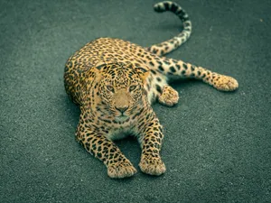 Captivating portrait of a leopard lounging on a road, showcasing its vibrant spots. jigsaw puzzle