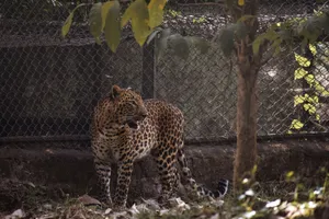 A majestic leopard stands behind a zoo fence, showcasing its powerful presence and striking patterns. jigsaw puzzle