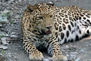Close-up of a leopard lying on a gravel path, showcasing its intricate spotted coat in Siliguri, India. jigsaw puzzle