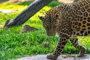 A majestic leopard prowling gracefully amidst vibrant green grass in a sunny outdoor setting. jigsaw puzzle