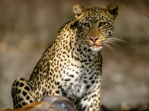 Close-up portrait of a leopard with prey, showcasing its natural beauty and hunting prowess. jigsaw puzzle