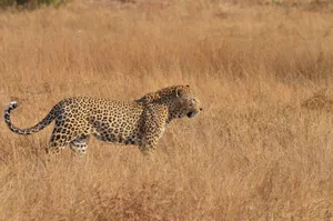 A powerful leopard walking through the dry grasslands of South Africa, showcasing its natural habitat. jigsaw puzzle