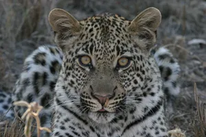 A leopard lies in the wild, captured in a detailed close-up. jigsaw puzzle