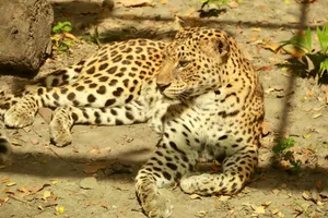 Leopard lounging on sunny forest floor surrounded by leaves. jigsaw puzzle