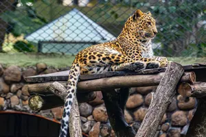 A leopard calmly resting on a wooden platform in a zoo setting, showcasing its beautiful spotted fur. jigsaw puzzle