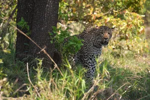 A leopard resting by a tree in the vibrant South African wilderness. jigsaw puzzle