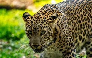 Stunning close-up shot of a leopard prowling in its natural green habitat. jigsaw puzzle