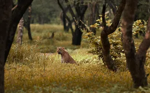 Leopard rests amid tall grasses in a serene forest setting. jigsaw puzzle