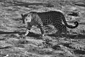 Black and white photo of an African leopard prowling in its natural, arid habitat. jigsaw puzzle