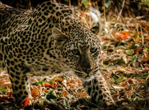 Close-up of a leopard stalking through the African savannah, highlighting its fierce gaze and spotted coat. jigsaw puzzle