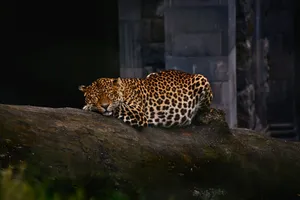 A peaceful leopard rests on a tree trunk, showcasing its unique spotted coat in a natural habitat. jigsaw puzzle