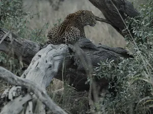 A majestic leopard sits on a tree log in the wild, showcasing its natural beauty and power. jigsaw puzzle