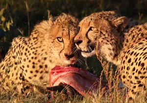 Two cheetahs feasting on prey amid tall grasses in the warm glow of the African savannah. jigsaw puzzle