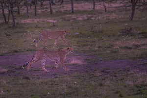 Two cheetahs walking in the grasslands of Narok, Kenya during sunset. jigsaw puzzle