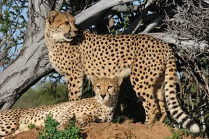 Two cheetahs lounging under a tree in the African savannah, showcasing their natural habitat. jigsaw puzzle