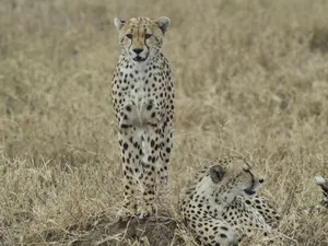 Two majestic cheetahs resting in their natural habitat among dry grasses. jigsaw puzzle