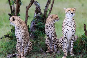 A group of cheetahs in their natural habitat, displaying beautiful spotted coats in the African wilderness. jigsaw puzzle