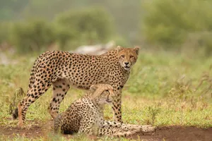 Two cheetahs resting in the grassland, showcasing the beauty of wildlife in their natural habitat. jigsaw puzzle
