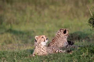 Two adorable cheetah cubs resting in the African grasslands, capturing wildlife beauty. jigsaw puzzle