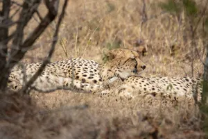 A majestic cheetah rests in the savannah of Hammanskraal, showcasing wildlife beauty. jigsaw puzzle