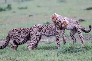 Two young cheetahs joyfully frolicking in their natural savannah habitat. jigsaw puzzle