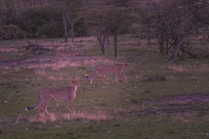 Three cheetahs walk through the sunset-lit grasslands of Narok, Kenya. jigsaw puzzle