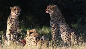 Three cheetahs resting in a grassy park in South Africa, showcasing their natural habitat and hunting behavior. jigsaw puzzle