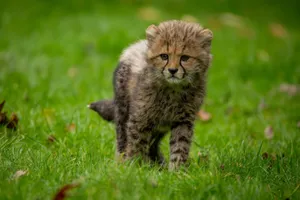 Cute baby cheetah cub exploring the grasslands, showcasing curiosity. jigsaw puzzle