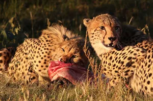 Two cheetahs feasting on prey in a sunlit grassland scene. jigsaw puzzle