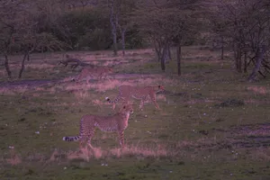 Three cheetahs exploring the savanna at dusk in Narok, Kenya. jigsaw puzzle