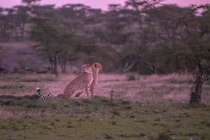 Two cheetahs rest on the savannah at dusk in Kenya, captured in a serene wildlife moment. jigsaw puzzle