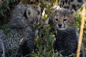 Cheetah cubs playfully interact in the grasslands of Nakuru County, Kenya, showcasing wildlife beauty. jigsaw puzzle