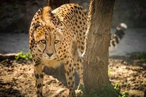 Close-up portrait of a cheetah in the wild, showcasing its fierce gaze and spotted fur. jigsaw puzzle