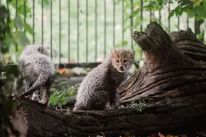 Two cute cheetah cubs playing around a tree trunk in a zoo enclosure, showcasing wildlife innocence. jigsaw puzzle
