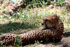 Close-up of a cheetah resting in the grass, showcasing its spotted coat and natural surroundings. jigsaw puzzle
