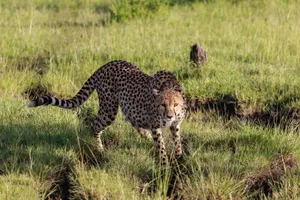 Elegant cheetah prowling through lush grassland in Africa's savannah. jigsaw puzzle