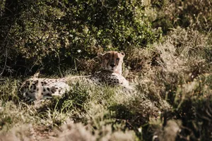 Cheetah with spotted coat lying on green grass while looking at camera in sunlight jigsaw puzzle